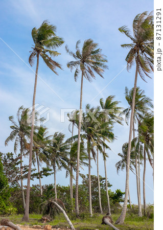 Coconut Palm trees on sandy beach Coconut Palm trees on sandy beach 87131291