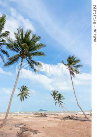 Coconut Palm trees on sandy beach 87131292