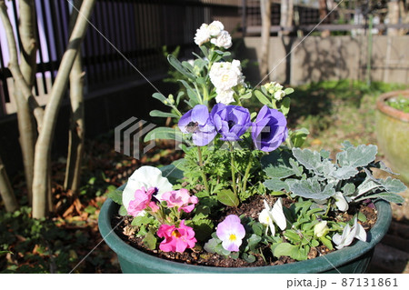 春の花の寄せ植えラナンキュラス 87131861