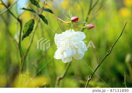 バラの花　シュネービッチェン 87131890