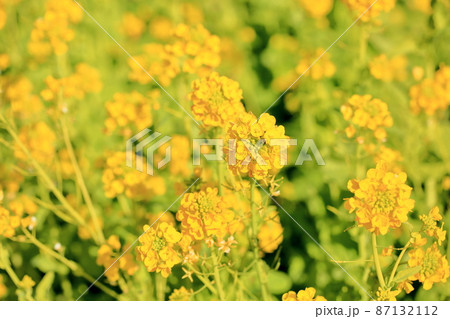菜の花 カンザキハナナ 菜の花 カンザキハナナ 87132112