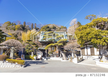 長谷寺 門かぶりの松 長谷寺 門かぶりの松 87132246