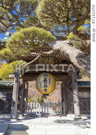 長谷寺 門かぶりの松 長谷寺 門かぶりの松 87132250