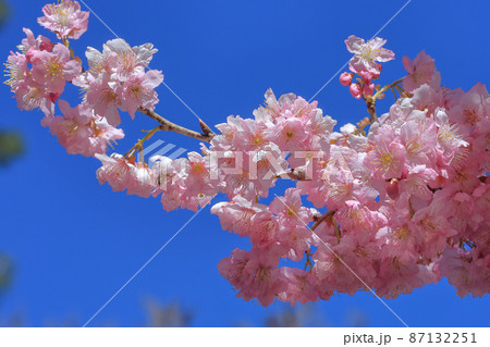 ピンクレディー桜 台湾桜 武陵農場 87132251