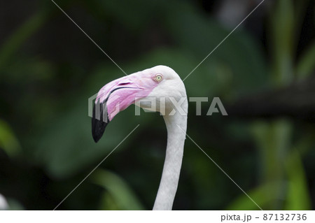 close-up of a head flamingo. close-up of a head flamingo. 87132736