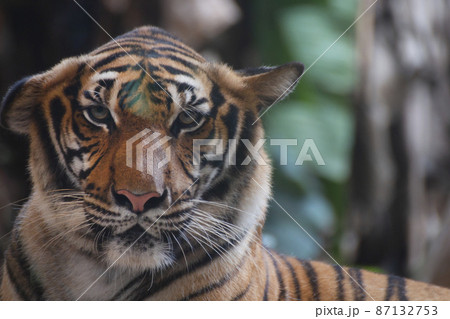 bengal tiger looking something. 87132753