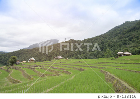 Terraced rice field  in Pa Pong Pieng , Mae Chaem, Chiang Mai, Thailand. 87133116