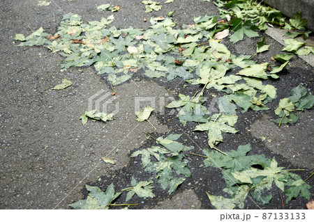 雨上がり・落ち葉・台風一過・足元 87133133