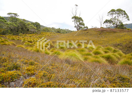 クレイドルマウンテンで見た丸い草 87133577