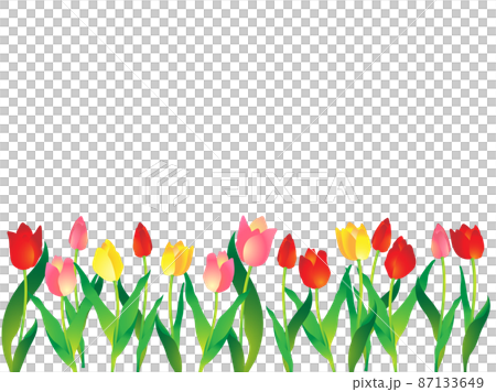 Frame / background with three-colored tulips underneath Frame / background with three-colored tulips underneath 87133649
