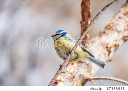 Cute bird, Eurasian blue tit, songbird sitting on a branch without leaves in early spring 87133938