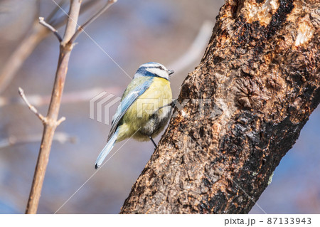 Cute bird, Eurasian blue tit, songbird sitting on a branch without leaves in early spring 87133943