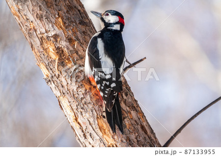 Little woodpecker sits on a tree trunk. The great spotted woodpecker, Dendrocopos major 87133955