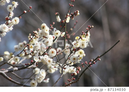 梅の白花 梅の白花 87134030
