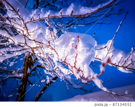 夜の雪と桜の木 夜の雪と桜の木 87134032
