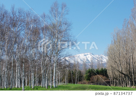 白樺林と手稲山 87134737
