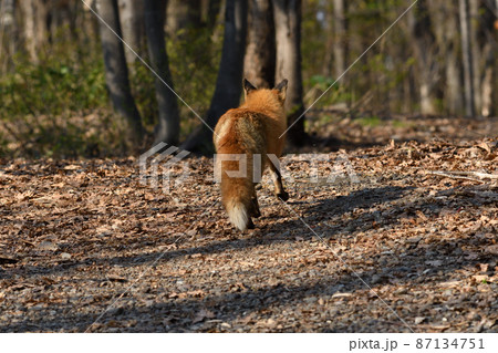 キツネの後ろ姿 87134751