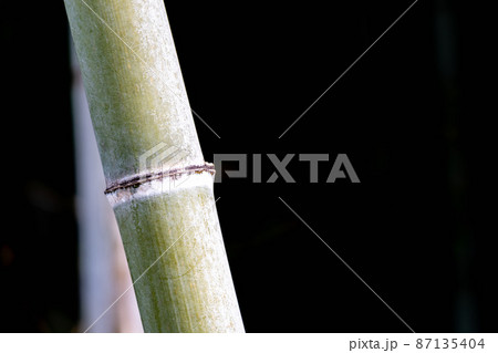 竹 イメージ素材 竹 イメージ素材 87135404