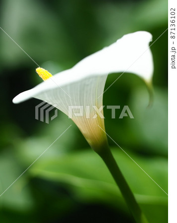 カラーの花 87136102