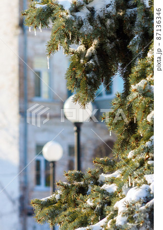 small icicles hang on a snowy spruce on a clear frosty day 87136346