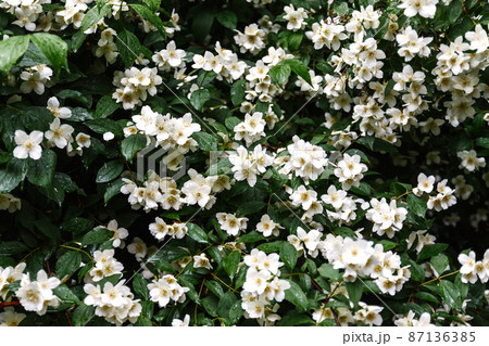 close up blooming jasmine flower on bush in garden, selected focus. 87136385