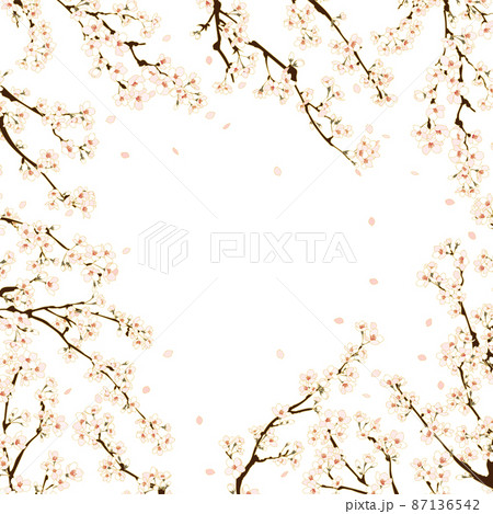 中央に向かって花びら散る花満開の桜の枝々2 中央に向かって花びら散る花満開の桜の枝々2 87136542