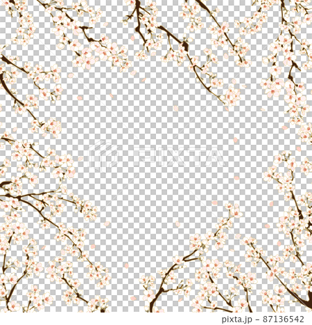 中央に向かって花びら散る花満開の桜の枝々2 中央に向かって花びら散る花満開の桜の枝々2 87136542