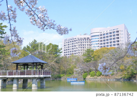 鶴舞公園から見る名大病院(名古屋大学医学部附属病院 桜 愛知県 名古屋市) 鶴舞公園から見る名大病院(名古屋大学医学部附属病院 桜 愛知県 名古屋市) 87136742