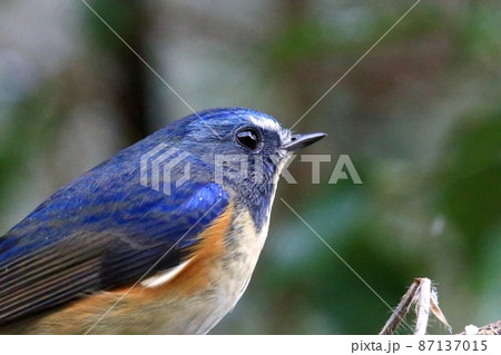 ルリビタキ 87137015
