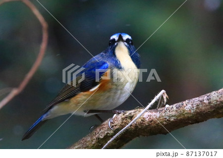 ルリビタキ 87137017