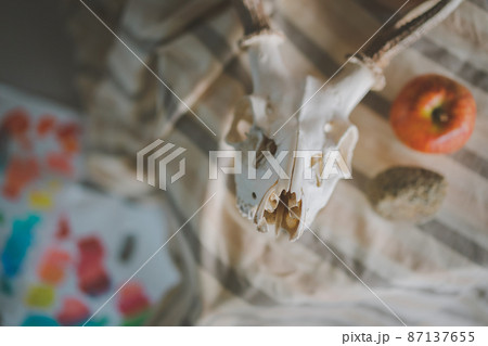 デッサンモチーフの牛骨 デッサンモチーフの牛骨 87137655