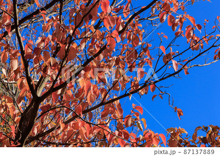 紅葉する木々 紅葉する木々 87137889