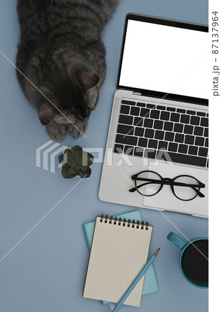 Cute cat lying on blue background with computer laptop and notebook. 87137964