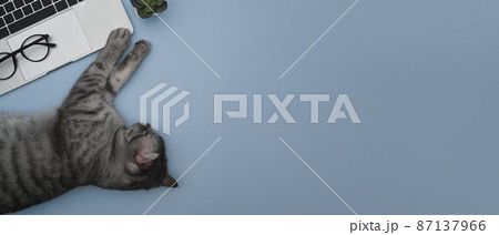 Lazy cat sleeping on blue background near laptop computer. 87137966