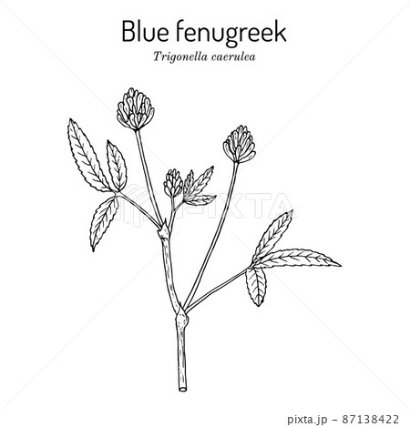 Blue fenugreek or utskho suneli (Trigonella caerulea), medicinal and edible plant 87138422