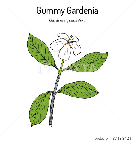 Gummy gardenia (Gardenia gummifera), medicinal plant 87138423