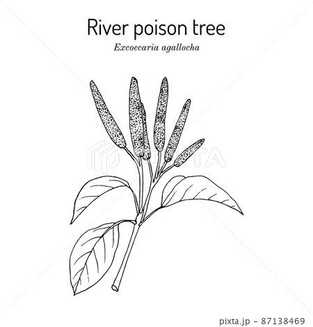 River poison tree, or blind-your-eye mangrove Excoecaria agallocha , medicinal plant 87138469