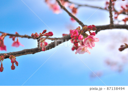 カワヅザクラの花 87138494