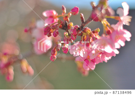 カワヅザクラの花 カワヅザクラの花 87138496