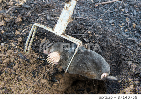 Mole trapped in front of the tunnel inside iron trap Mole trapped in front of the tunnel inside iron trap 87140759