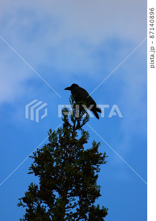 高い木の上にとまるカラス 87140896