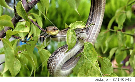シマヘビ前に獲物が かわいい顔して狙ってるの写真素材