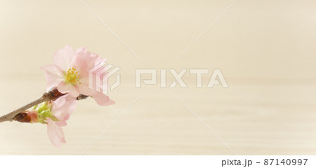 桜の花のクローズアップとコピースペース 桜の花のクローズアップとコピースペース 87140997