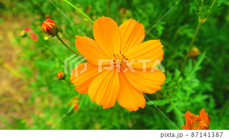 キバナコスモスのある風景 87141387