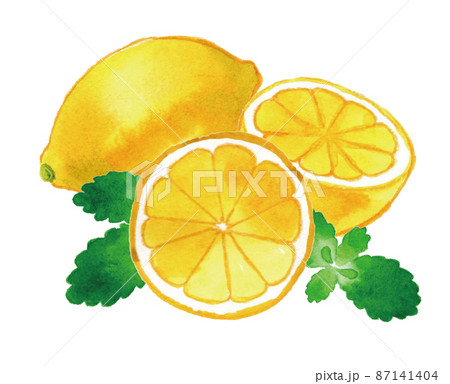 レモンとミントの水彩手描きイラストのイラスト素材