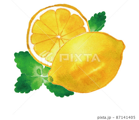 レモンとミントの水彩手描きイラストのイラスト素材