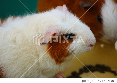 毛がくるくると縮れているモルモット 87141430