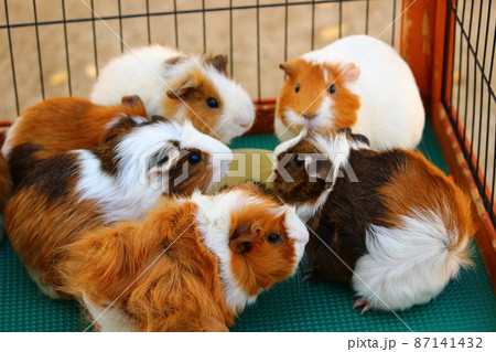仲良くエサを食べるモルモットたち 87141432