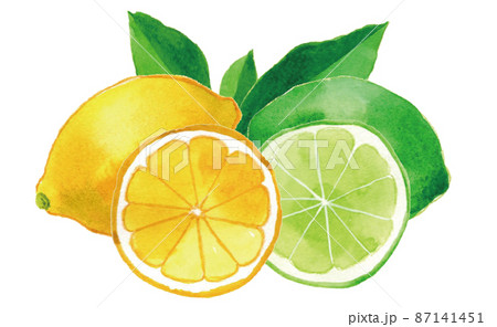 レモンとライム 水彩手描きイラストのイラスト素材