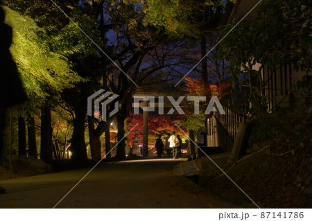滋賀県多賀町にある胡宮神社の夜と紅葉ライトアップの様子です 滋賀県多賀町にある胡宮神社の夜と紅葉ライトアップの様子です 87141786